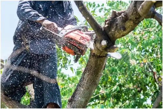 tree services Bell Hill